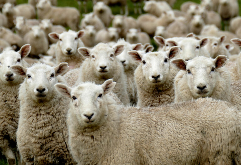 ovejas