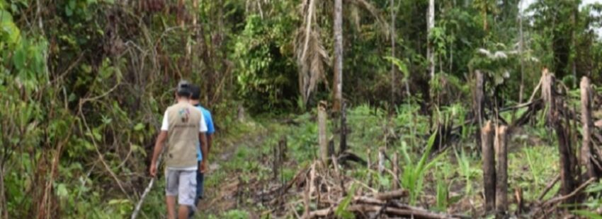 Obispos de la Amazonía indignados por “carta blanca a la deforestación” en Perú