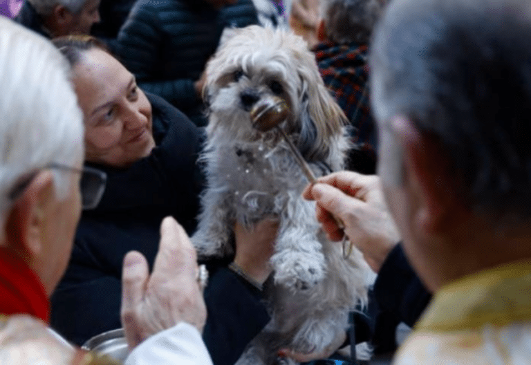 Bendición de animales por San Antón
