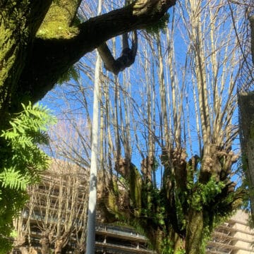 Germinar en lo imposible