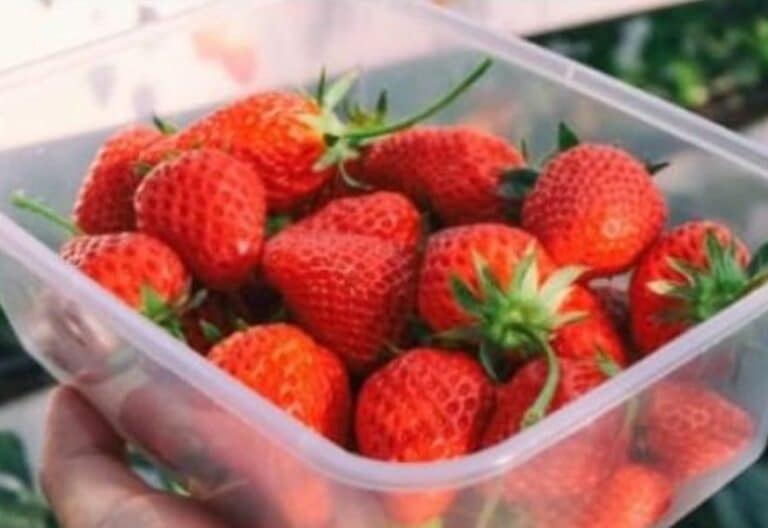 El Grupo de Migraciones de Huelva denuncia la situación de los temporeros