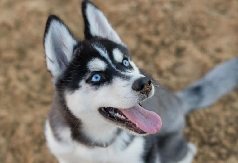 Husky siberiano