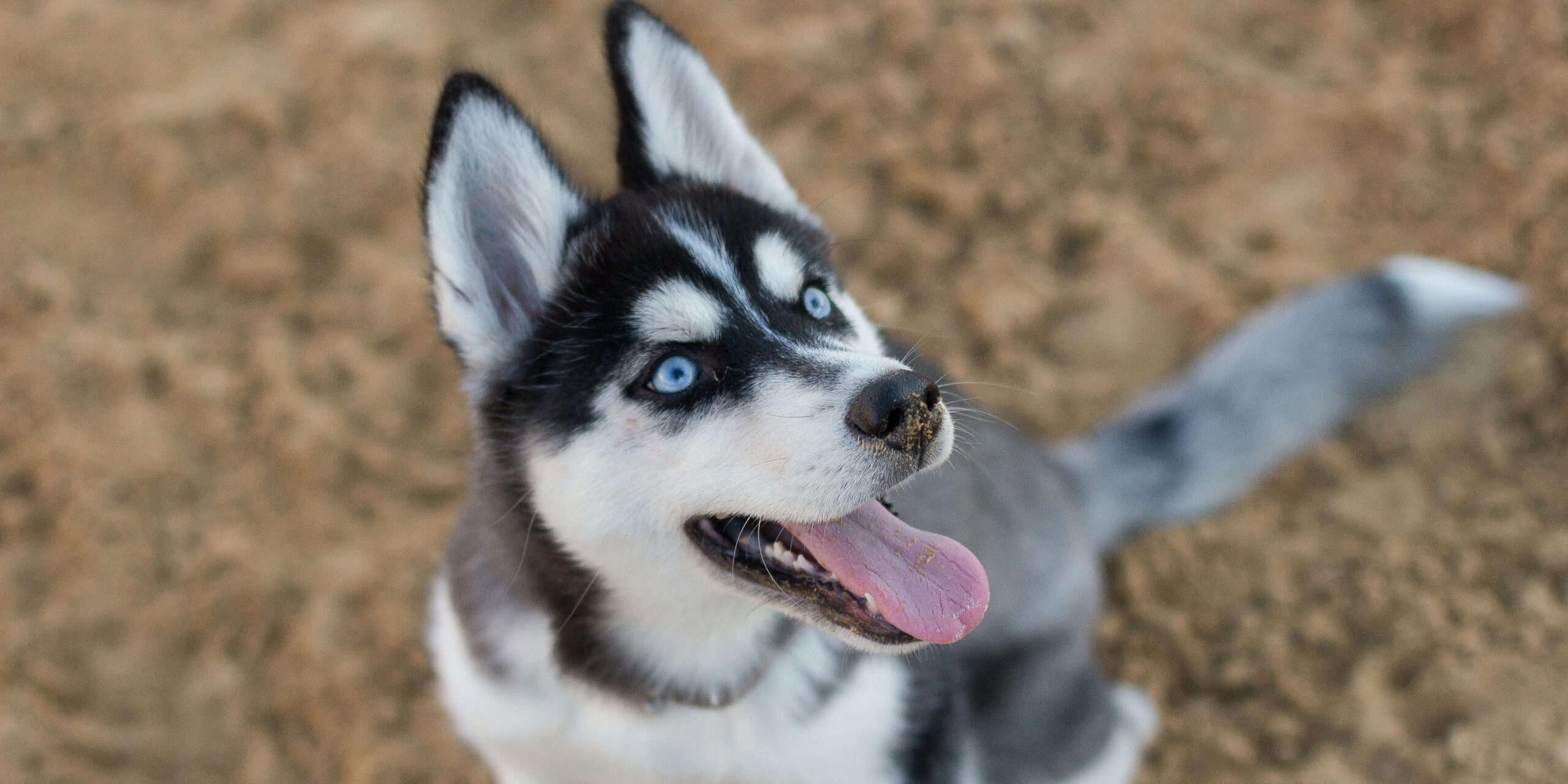 Husky siberiano