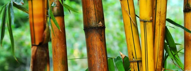 Caña de bambú