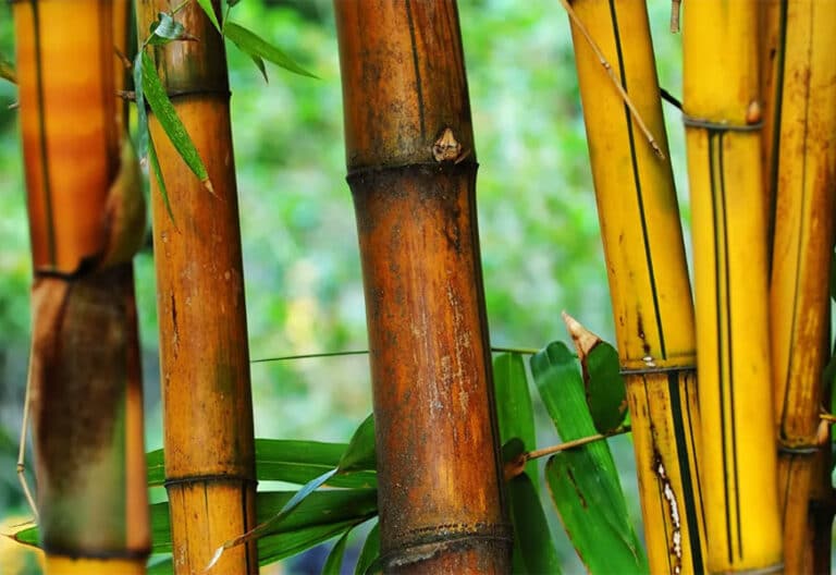 Caña de bambú