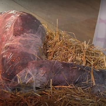 La diócesis de Rottenburg pide perdón por su belén ‘cósmico’ en la Misa del Gallo de la