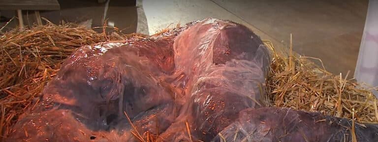 La diócesis de Rottenburg pide perdón por su belén ‘cósmico’ en la Misa del Gallo de la