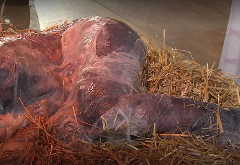 La diócesis de Rottenburg pide perdón por su belén ‘cósmico’ en la Misa del Gallo de la