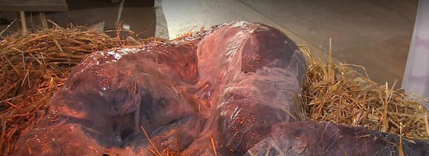 La diócesis de Rottenburg pide perdón por su belén ‘cósmico’ en la Misa del Gallo de la