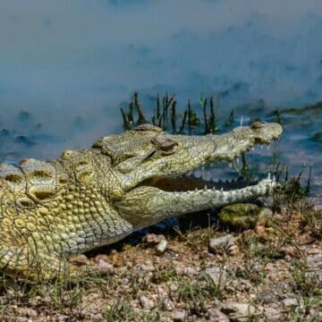 ¿Puedo comer cocodrilo los viernes de cuaresma?