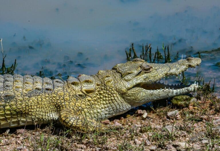 ¿Puedo comer cocodrilo los viernes de Cuaresma?