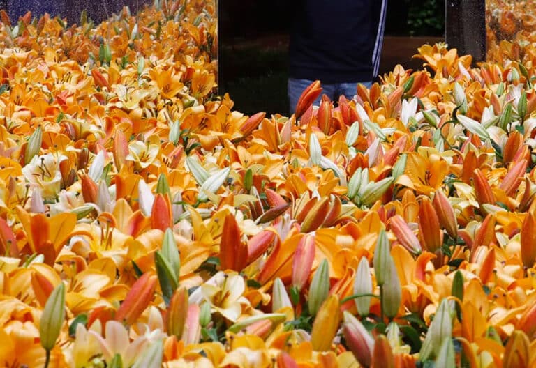 Lirios en una muestra floral en Córdoba. Flores