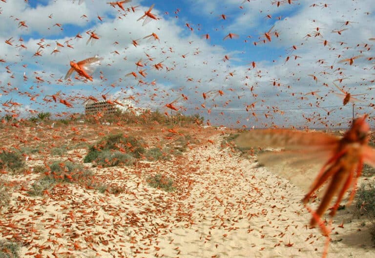 Cerca de 100 millones de langostas volaron sobre Corralejo, en Fuerteventura.