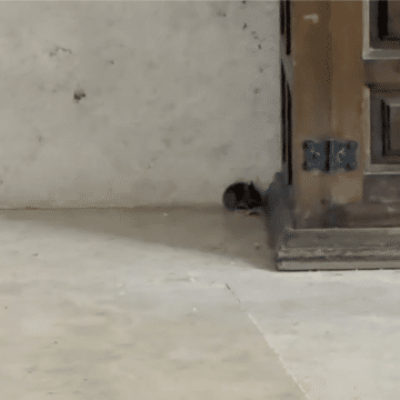 Ratones en el convento de Belorado