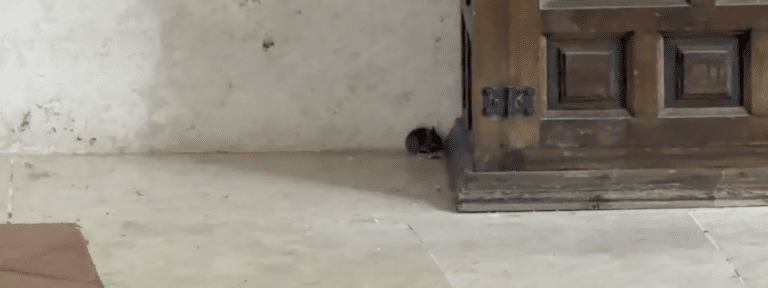 Ratones en el convento de Belorado