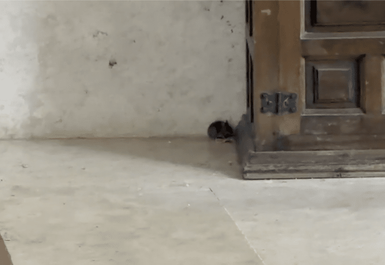 Ratones en el convento de Belorado