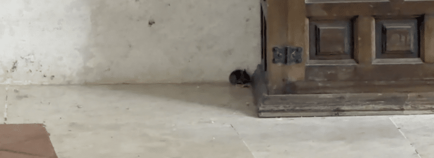 Ratones en el convento de Belorado
