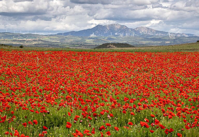 Amapolas silvestres en un campo de los alrededores de Logroño