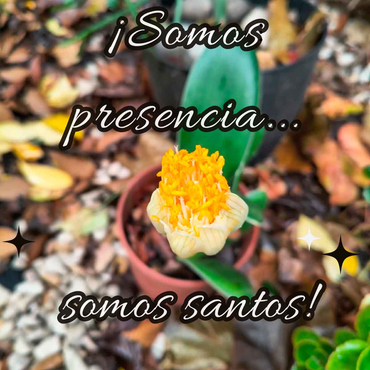 Somos Presencia I