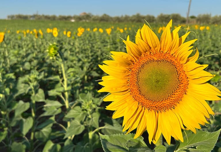 Campo de girasoles. Naturaleza. Flores. Ecología