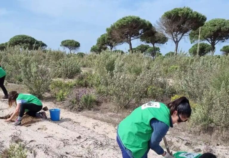 Voluntariado