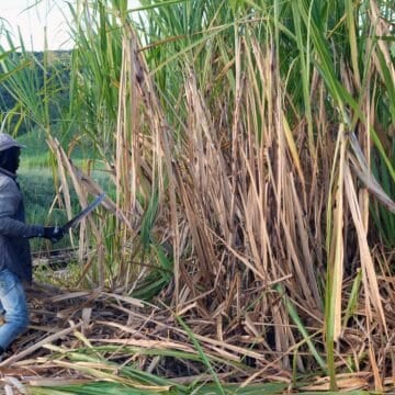 Migrante haitiano en República Dominicana