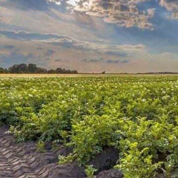 León XIV ‘consagra’ la ecología como cuestión teológica