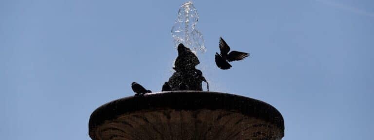 Aves